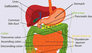 Eight Tips to Correct Weak Digestion
