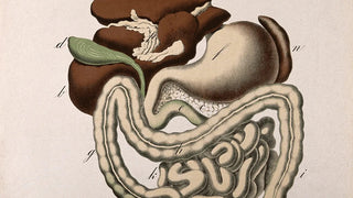 Liver Health, Bhutuagni and Digestion