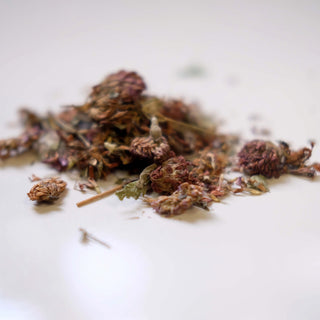 Red Clover Blossom - Whole