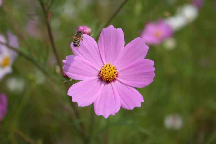 Spring