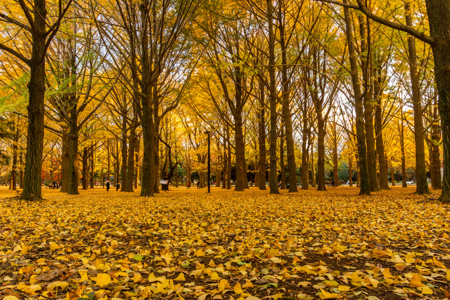 Fall